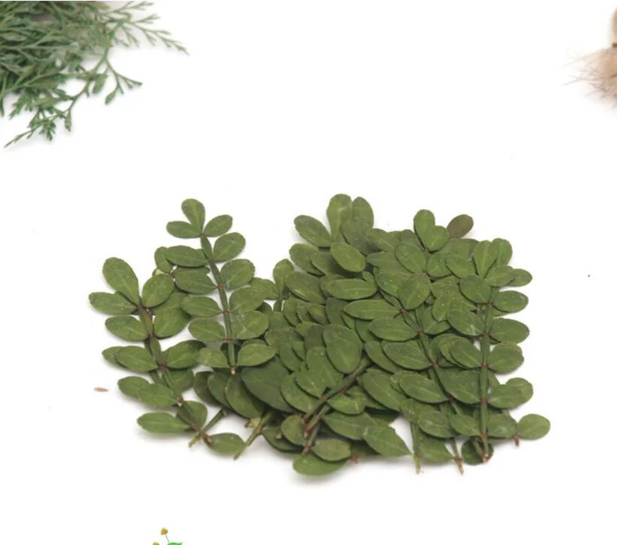 

60pcs Pressed Dried Zanthoxylum Piperitum Leaves Leaf Flower Plant Herbarium For Jewelry Postcard Invitation Card Phone Case DIY