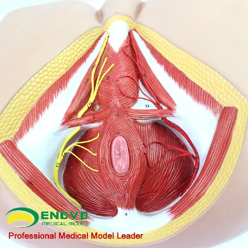Модель женской промежности, сосудистый нерв тазового дна, анатомическая модель