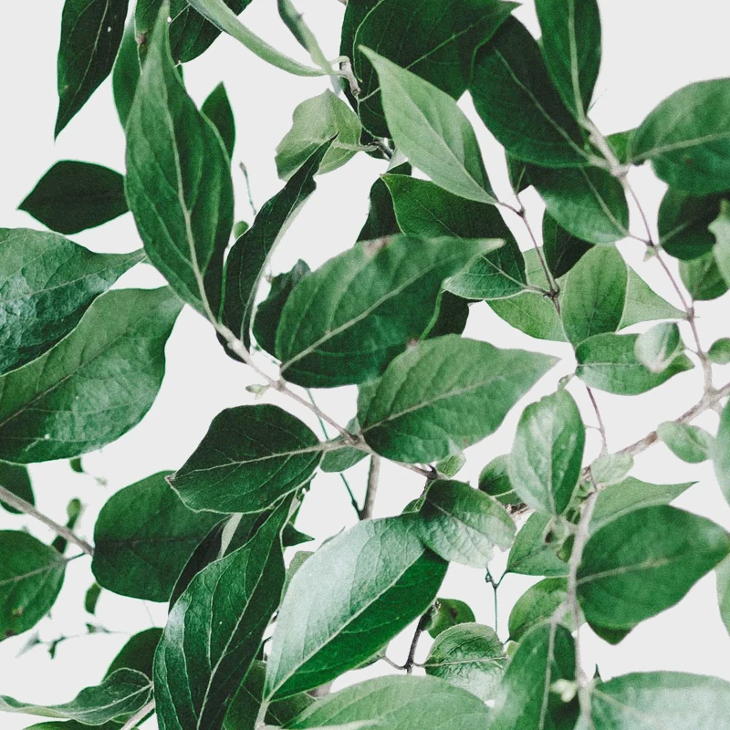 tanalee-youngblood-341695-unsplash