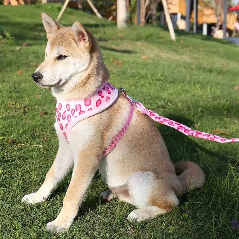 puppy harness and lead