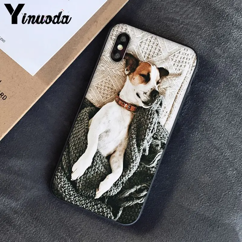 Jack Russell Terrier Dog