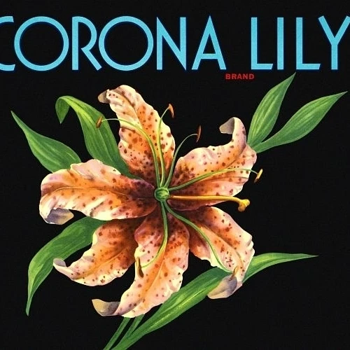 Corona Lily Label Poster Print (36 x 54)
