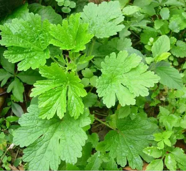 

100pcs-1000pcs Natural Motherwort Seeds, Artemisia Annua, 99% High Germination Rate Wild Plant Motherwort, Free Shipping