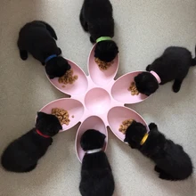 

Cat Feeding Bowls 6 Connected Bowls for Small Cats Dogs Petal Shape Water Food Feeder Bowls Feeding 6 Pets Eat the Same Time