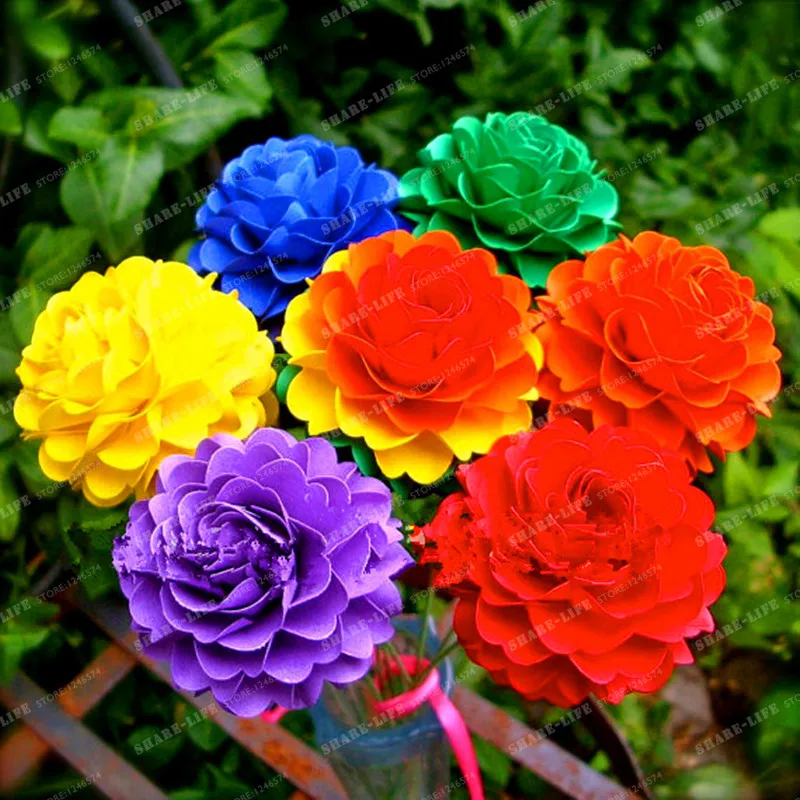 Real Rainbows Real Rainbows