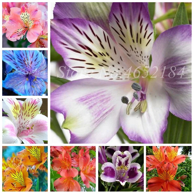 

100 pcs/ bag Bonsai Hot Peruvian Lily Potted Alstroemeria Flower Mix-Color Beautiful Flower For Home Garden Plants Free Shipping
