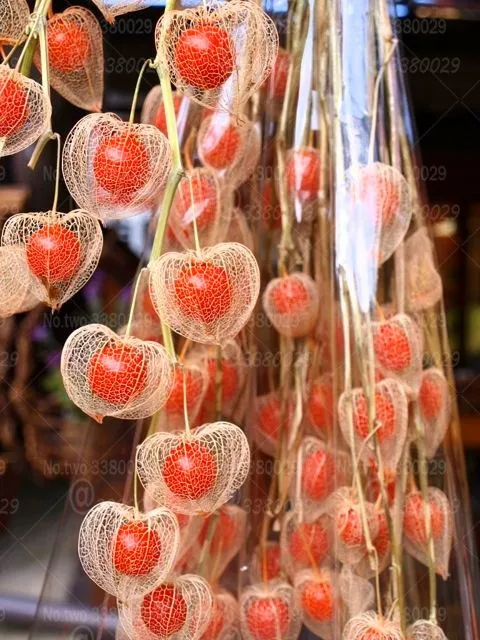 

100pcs Physalis peruviana bonsai plants Cape gooseberry fruit Delicious fruit and vegetable plants for home garden potted plants