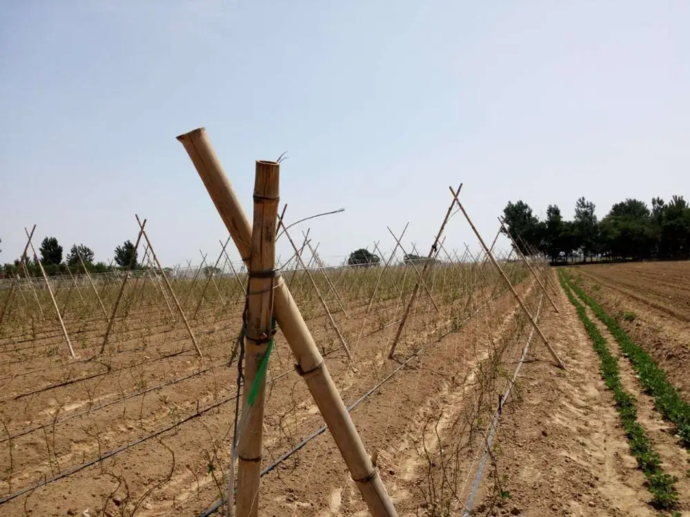 Plant Plants climbing rattan net cucumber net Horticulture Yam gardening 2m*50m 70m 100m