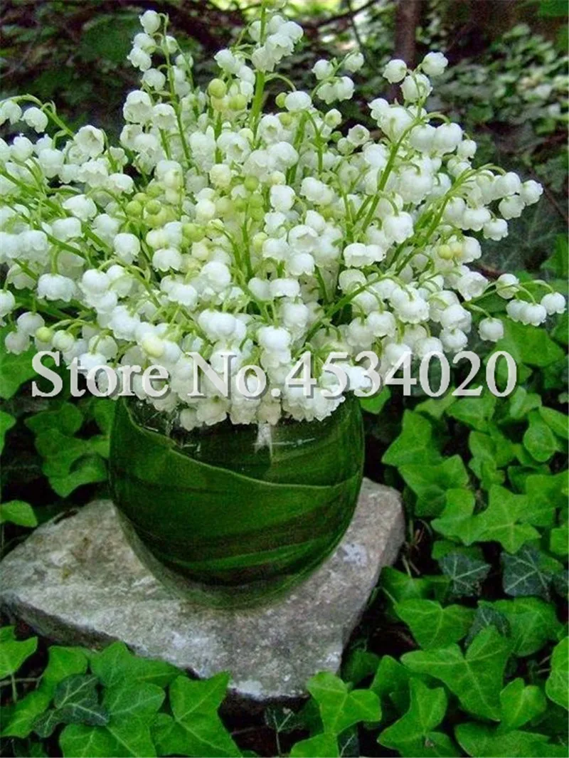 100 Pcs/Bag Lily Of The Valley Flower Bonsai, Bell Orchid Bonsai plants, Rich Aroma, White Orchids For Home Garden Decoration