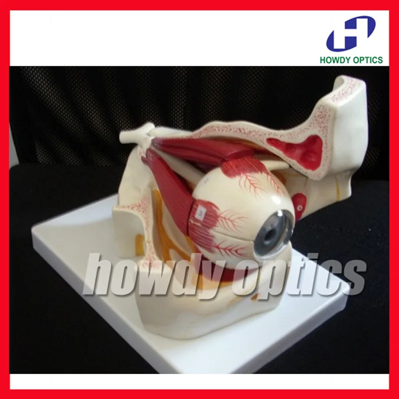 

Free Shipping Eye Model Anatomical Eye Model Eyeball And Eyelid Model Removable Eye And Optic Nerve For Eye Special Teaching