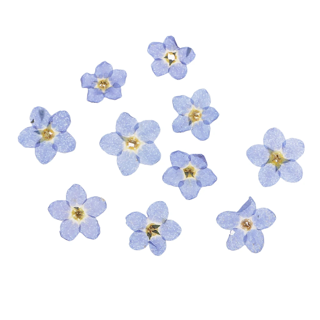10 Pieces Natural Forget-me-not Flowers Pressed Dried Flowers For Art Crafts Scrapbooking