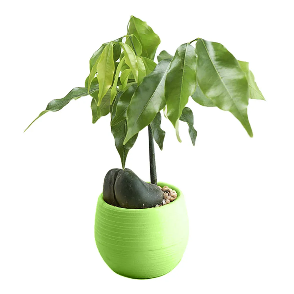 

Mini Colourful Round Plastic Plant Flower Pot Garden Home Office Decor Planter Desktop Flower Pots maceteros decorativos#A