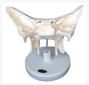 

2X Enlarged Sphenoid Amplifying Skeleton Model Cranial Skeletal Anatomy Amplified Alar Bone Sphenoid Bone Medical Skeleton