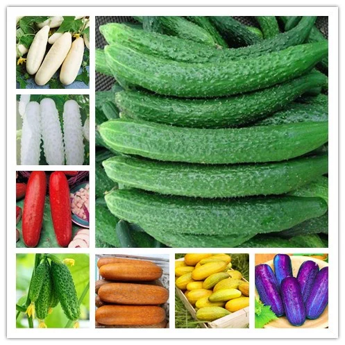

20pcs Cucumber Bonsai Rare Delicious Cucumber Fruit and Vegetable Plants for Home Garden decoration Plantas BU26