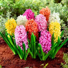 100 шт./пакет гиацинт Многолетние растения Редкие гиацинт горшочные балконные бонсай цветок растения набор «сделай сам» для дома и сада
