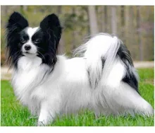 Diamond Mosaic 3D Diy Diamond Embroidery Walk On The Grass To Pet Dog Diamond Painting Cross Stitch Floral Rhinestone Decoration Diamond Mosaic 3D Diy Diamond Embroidery Walk On The Grass To Pet Dog Diamond Painting Cross Stitch Floral Rhinestone Decoration