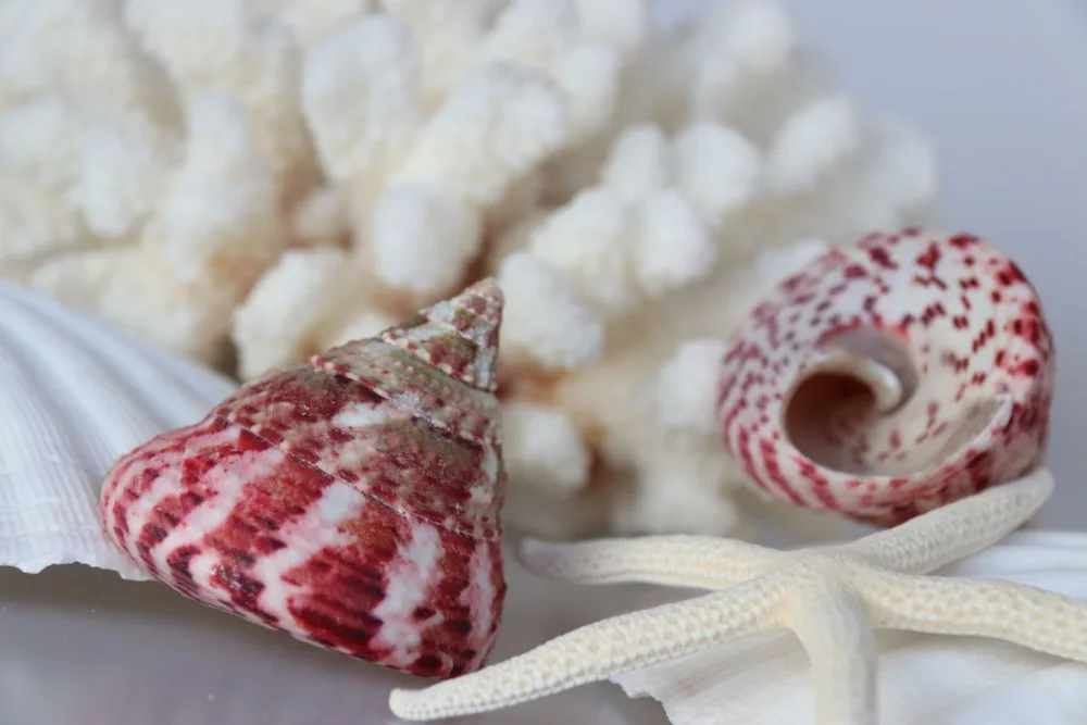 Бесплатная доставка (2 шт./лот) конусная верхняя натуральная раковина и ракушка