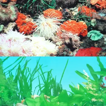 

9001 23.3" x 60" Double Sided Fish Tank Decoration Aquarium Poster Background Picture Wall Decor Tropical/Reef