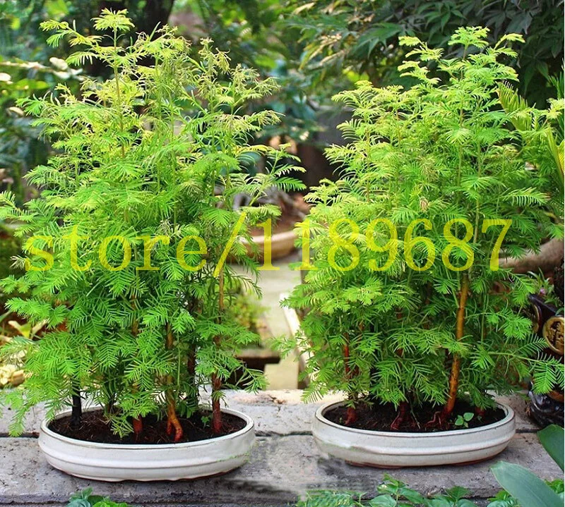 

Bonsai seeds 100pcs Dawn Redwood Bonsai Tree Grove - Metasequoia glyptostroboides,DIY home gardening! Very easy to grow