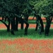 Indian Paintbrushes And Scattered Oaks  Texas Hill Co  Texas  USA Poster Print (18 x 6)