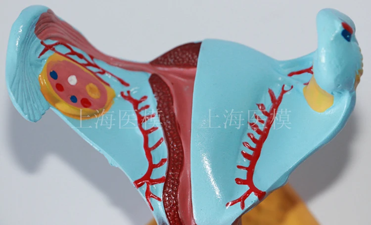 Внутренняя и внешняя гениталии анатомическая модель матки яичников модель вагины