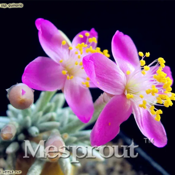 

Specials 50PCS Flower Kam Bonsai Potted Bonsai Plant Avonia quinaria Flower Bonsai for Home Garden Free shipping
