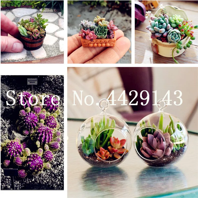 

100 pcs Mix Echeveria Species Succulents bonsai Indoor Plants Flowers Gorgeous Array Of Colors bonsai Bonsai Flower For Garden