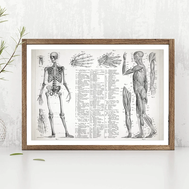 

Human Anatomy Poster Canvas Painting Wall Picture , Muscular And Skeletal Systems Poster Canvas Prints Medical Wall Art Decor