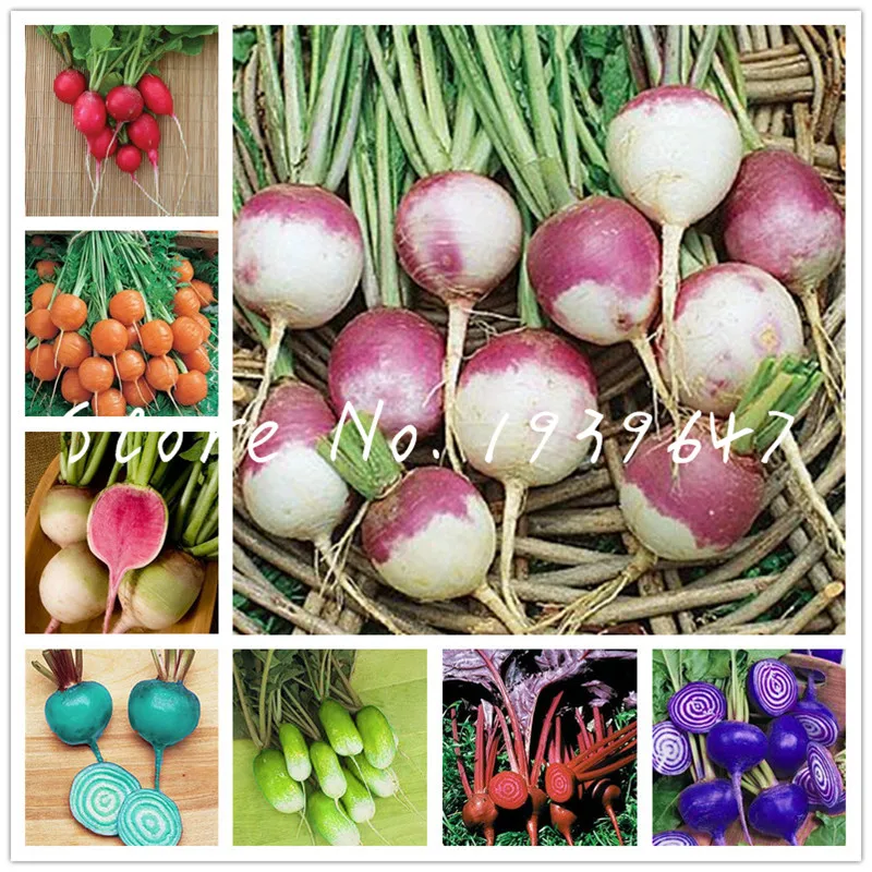 

100 pcs Cherry Radish Mix Radish bonsai Organic Juicy Raphanus Sativus Balcony Fruits and Vegetables DIY Home Garden Supplies