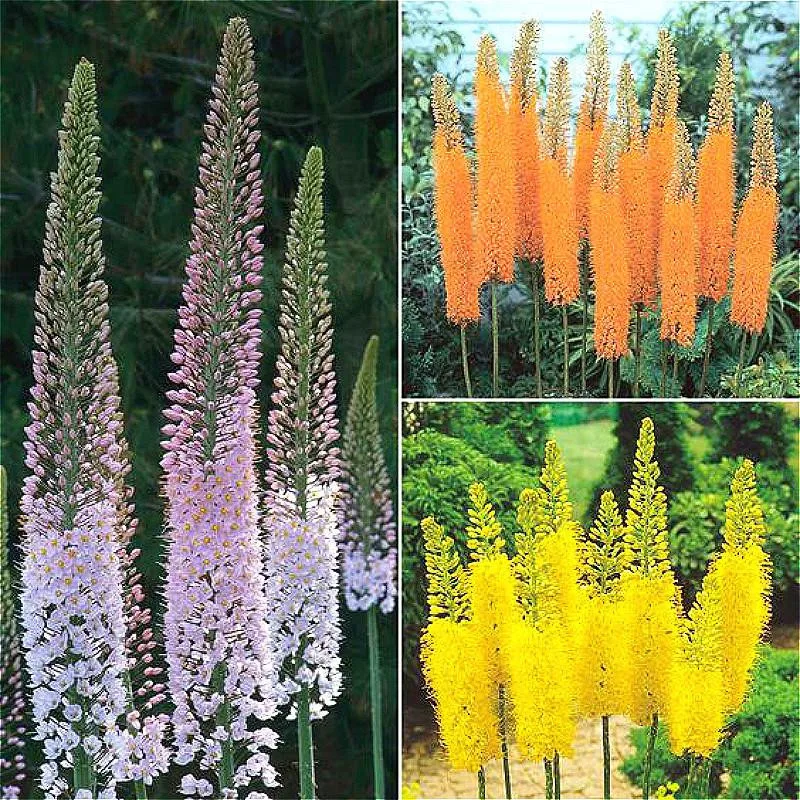 Цветок карликовые деревья 100 шт. Delphinium Mix гигантский Дельфиниум Cultorum горшках сад открытый декоративные Planta Sement для домашний декор