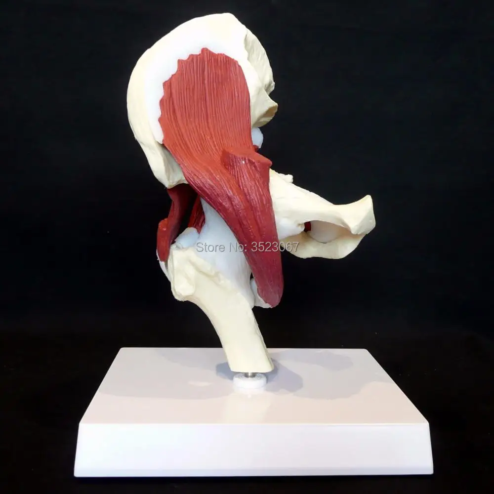 life size Human Advanced Muscled Hip Joint Modell in trauma anatomy skeleton dental anatomical shadow medical training manikins |