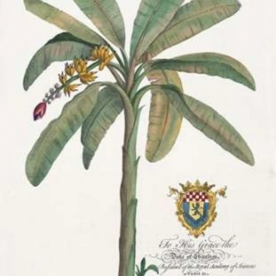 Banana Tree Poster Print by Georg Ehret (10 x 14)