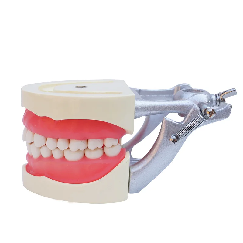 

Dental Teach Study Adult Standard Typodont Demonstration Model Teeth