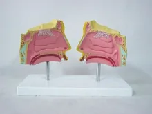 

Human Nasal Model Organ Anatomy teaching Medical human samples model free shipping