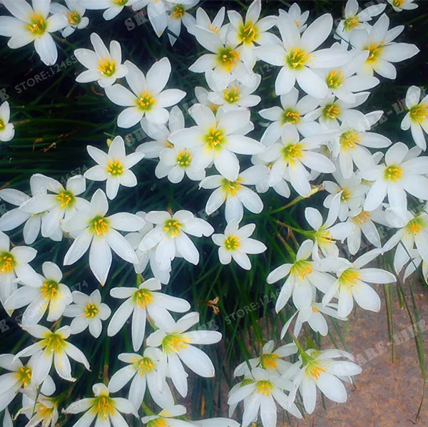 5 Bulbs Color Mixing Zephyranthes Candida Bulbs Bonsai Flower Bulbs Outdoor Plant Natural Growth Bonsai 5 Bulbs Color Mixing Zephyranthes Candida Bulbs Bonsai Flower Bulbs Outdoor Plant Natural Growth Bonsai