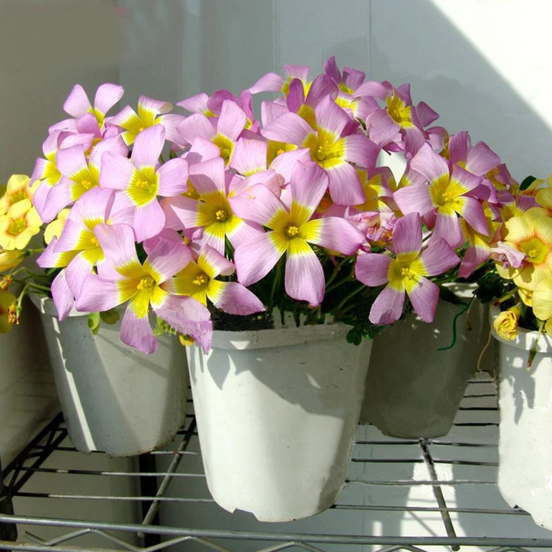 

Hot products Rare 1 Pcs Oxalis Obtusa Large Oxalis Flowers Bulbs Color Rotary For Garden Flower