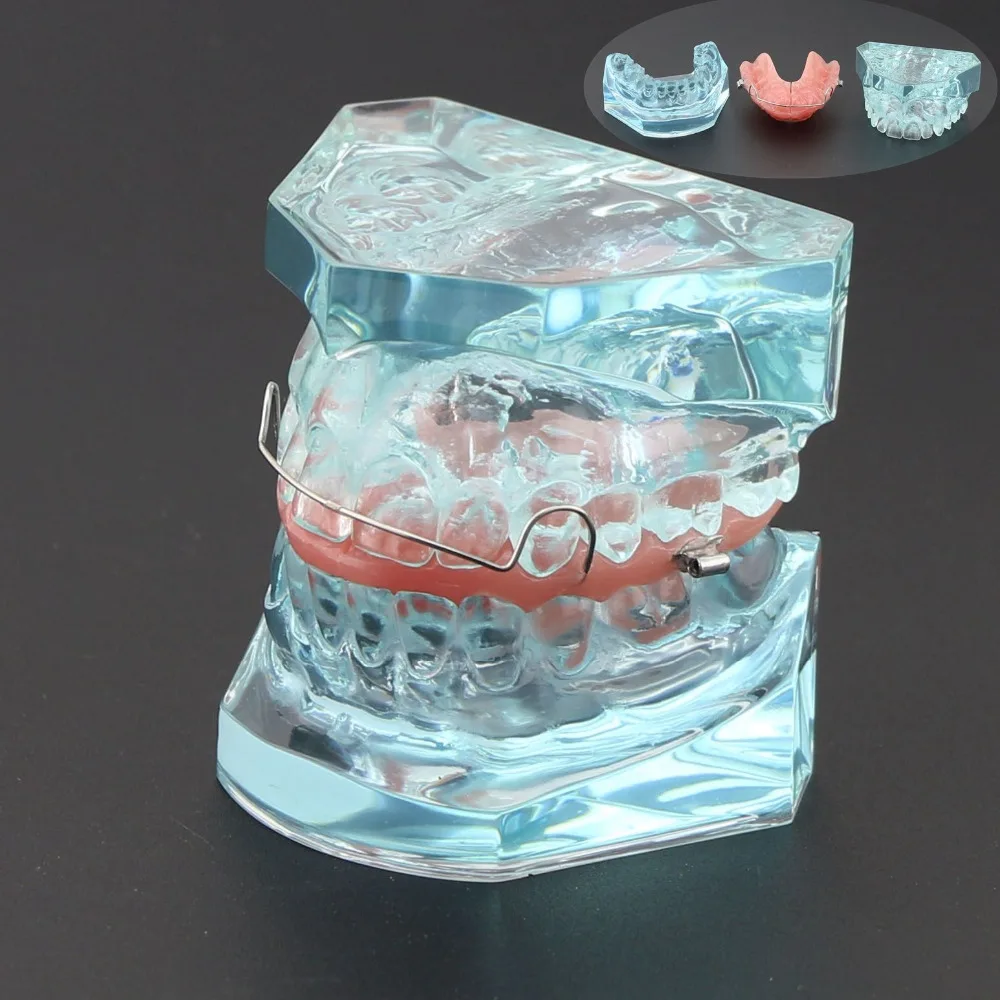 

Dental Functional Orthopedic Bionator Removable Model 3006 Dental Teach Study Teeth Model