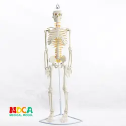85 см висит типа человека. Скелет спинного нерва модель медицинского Йога Фитнес обучения bone модель MGG202