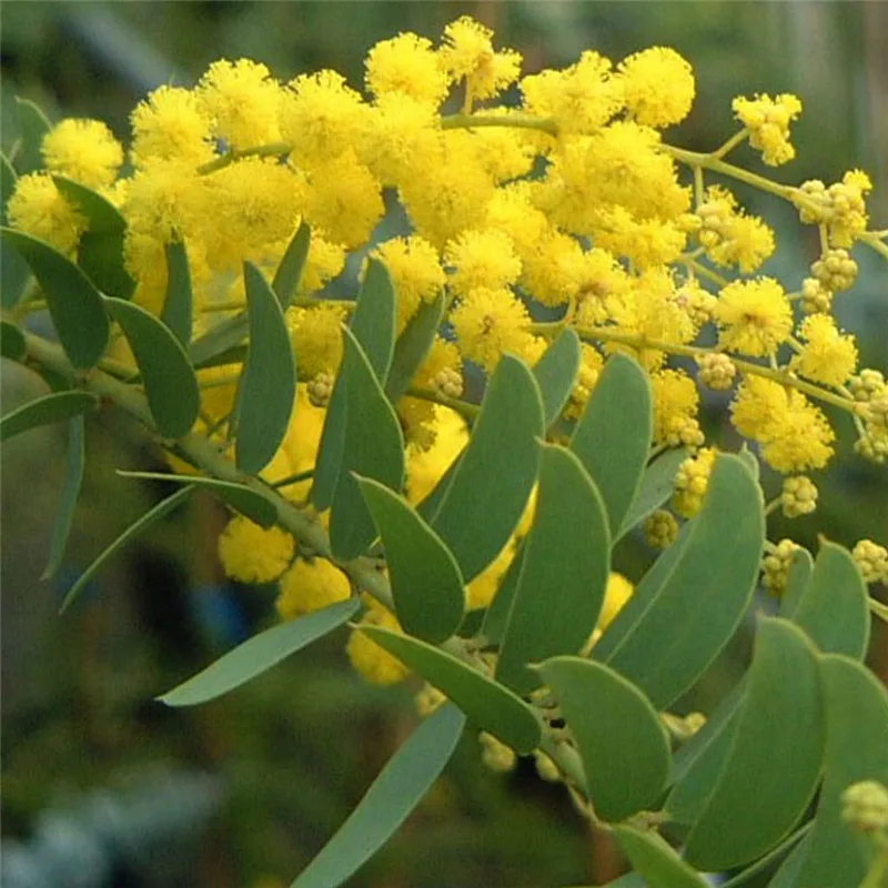 Online Get Yellow Acacia Flowers Aliexpress Alibaba Group Beautiful Golden Yellow Flowers Acacia Tree Seed Blooms All Year Round 30pcs Lot