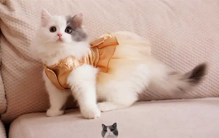 Cat Wedding Tutu Dress For Pet