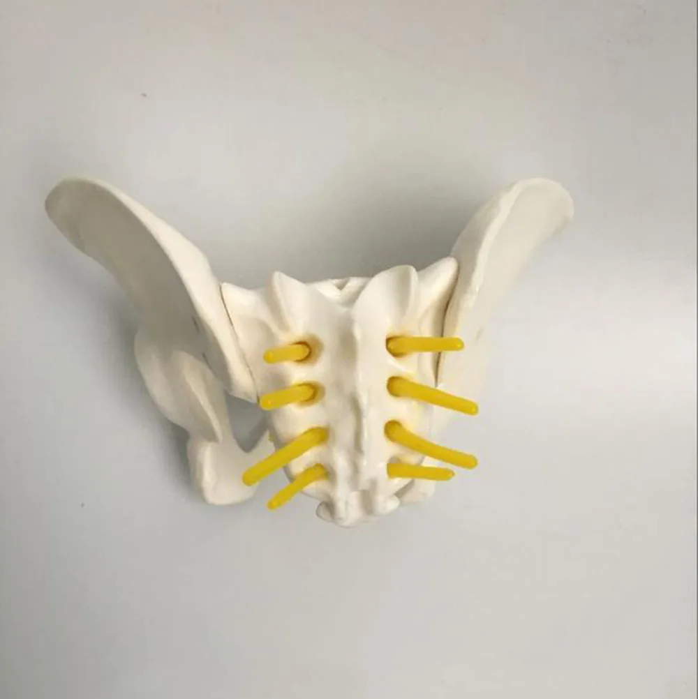 Female pelvic model small human pelvic model Childbirth demonstration teaching model human anatomical nasal cavity throat anatomy model for science classroom study display teaching model