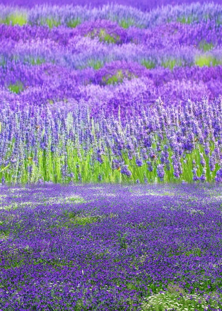 カメラfotografiaソフトフローラルビニール写真撮影の背景ラベンダー壁の紙の背景写真スタジオの背景s 606 Backgrounds For Photo Studio Paper Backgroundbackground For Photo Aliexpress