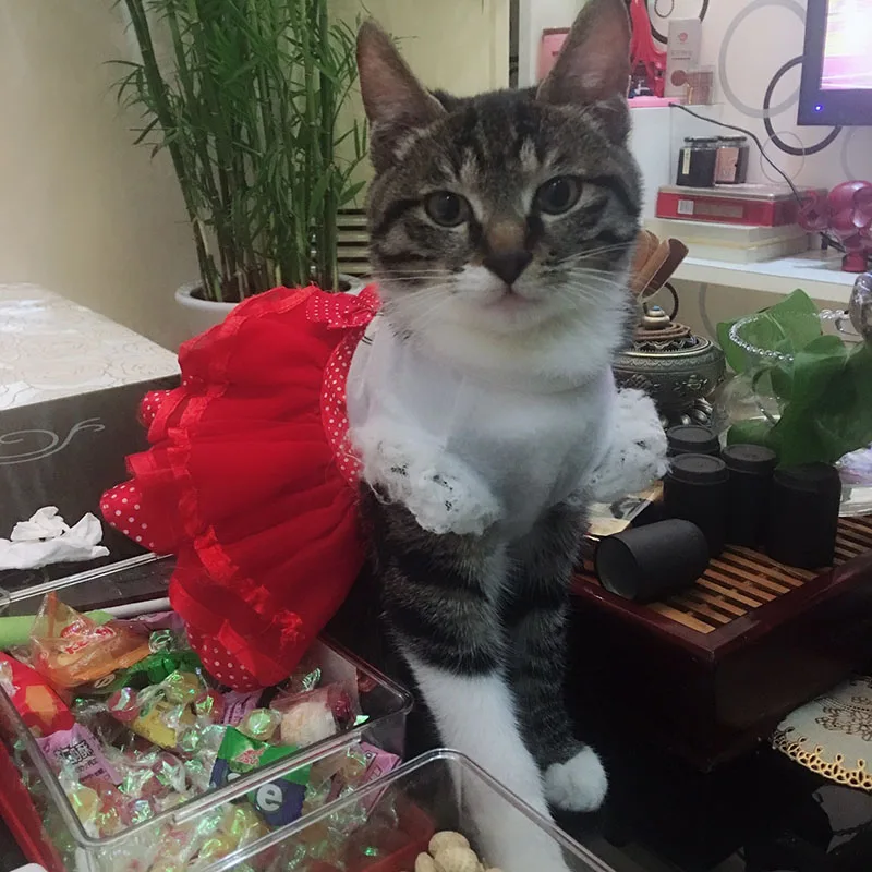 Милая одежда для домашних животных платье котов принцессы с юбкой пачкой кошек и