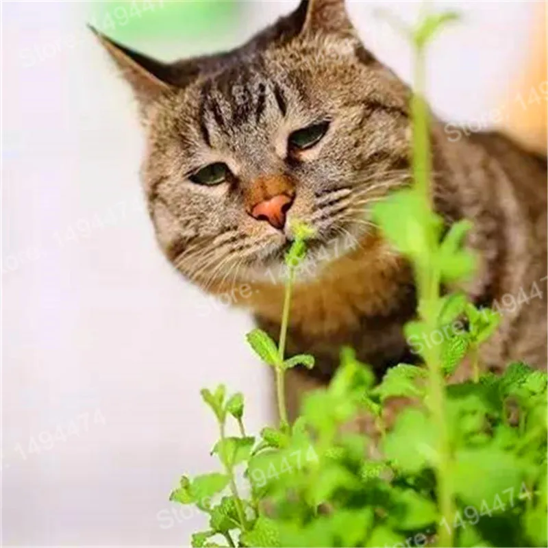 

200pcs/bag Cat Mint Aromaticpotted plants Catnip flores Heirloom Spearmint Herb plantas Aromatic plant bonsai plante for home ga
