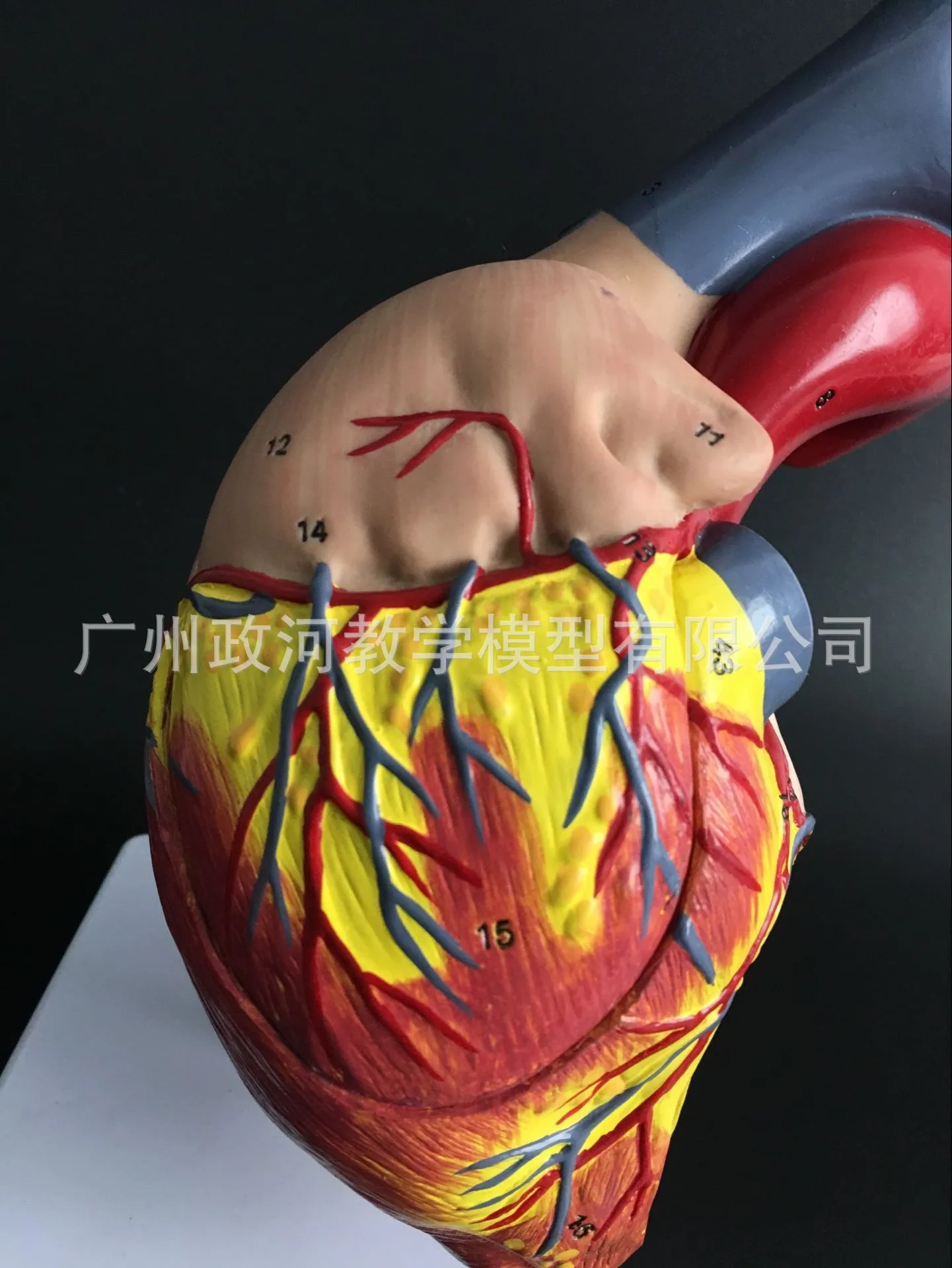 2x Human Body Medical Anatomical Model Heart Model Magnified ...