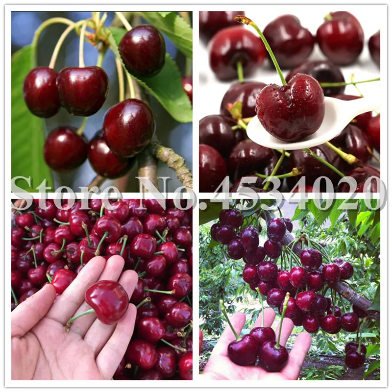 

Hot Sale! 30 Red Cherry Bonsai, Australia Black Cherry Indoor Tree Plants Rare Sweet Fruit Tree Plantas For Home Garden Plant