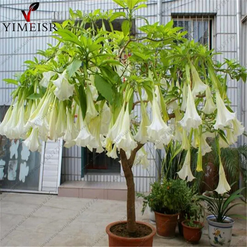 Compare Prices On Datura Flower Online Ping Low Price Datura Flower Seeds Tropical Plant Aromatic White Angels Trumpet Indoor Bonsai Seed For Home