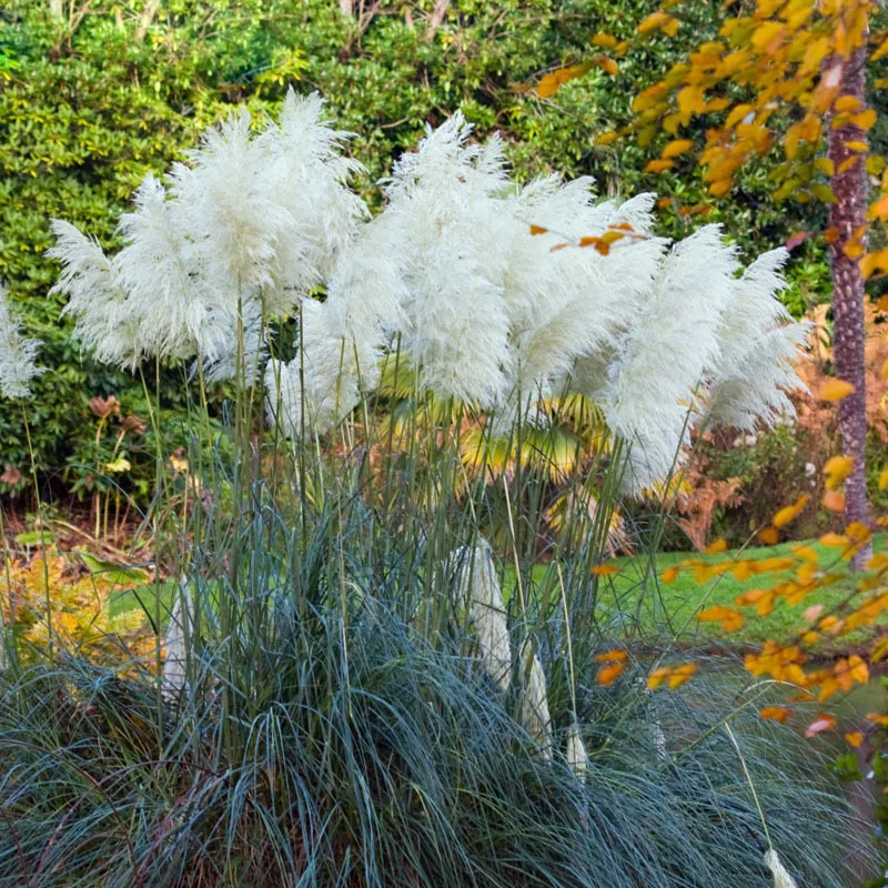 

Rare Impressive White Pampas Grass Patio Garden Potted Ornamental Bonsai New Flowers Cortaderia Grass 500 PCS