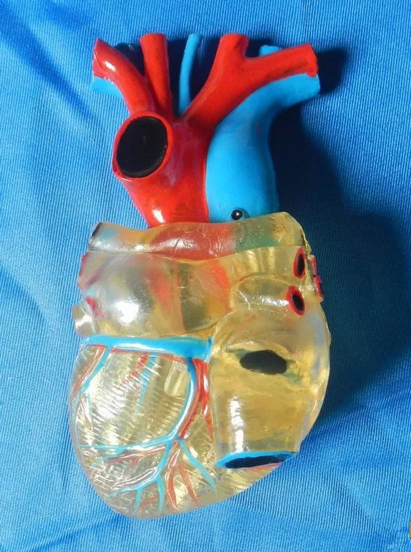 1:1 Размер жизни человеческое Анатомическое Сердце Анатомия прозрачное сердце анатомическая модель учебная медицинская научная образовательная поставка