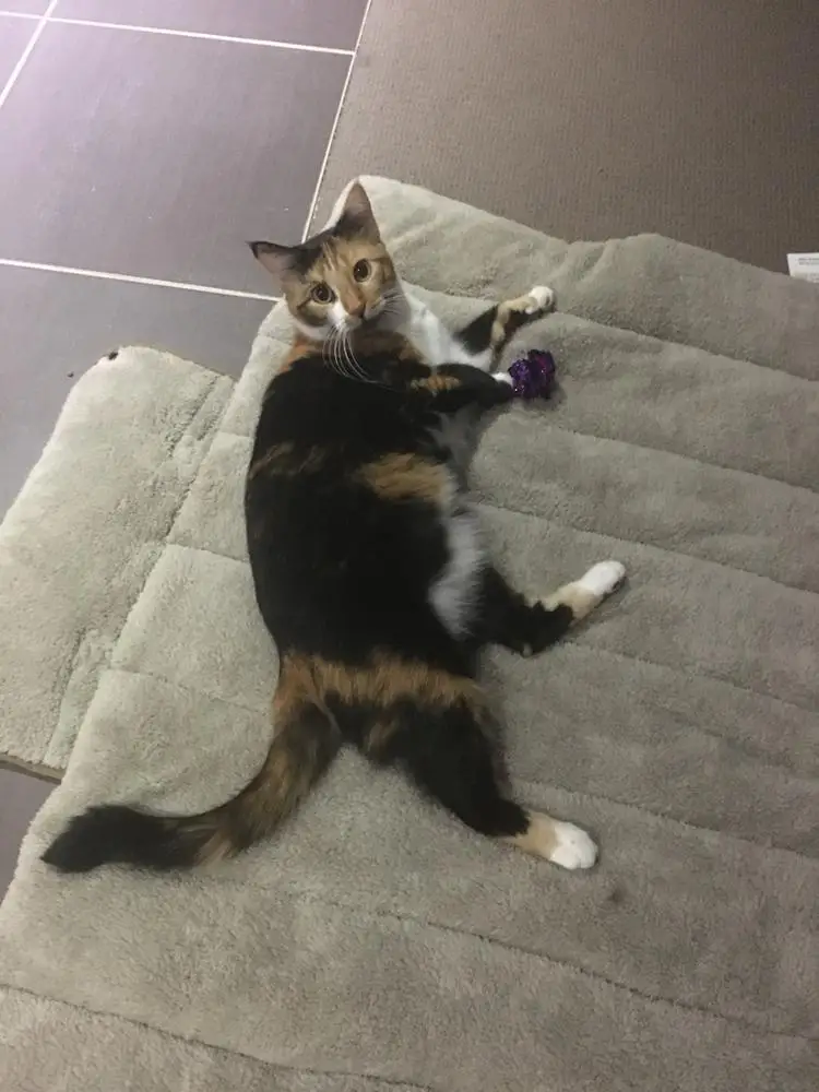 HTB13fBfPpXXXXaQXVXXq6xXFXXXe